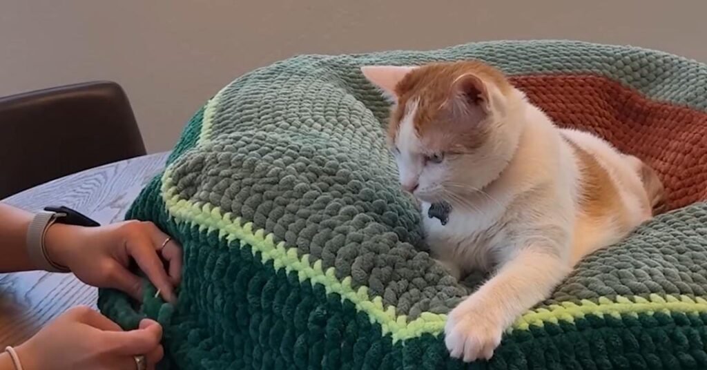 Shy Shelter Cat Finds Comfort and Confidence Through Crochet With Her Mom