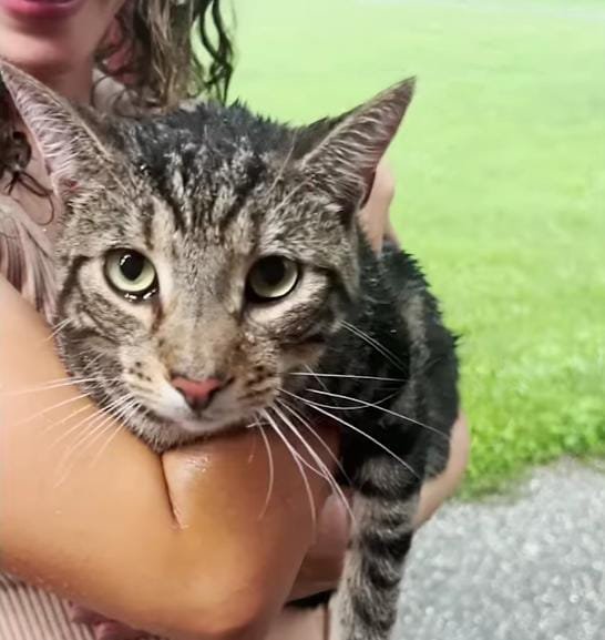Couple Moves Into Dream Home — And Discovers It Already Has a Cat