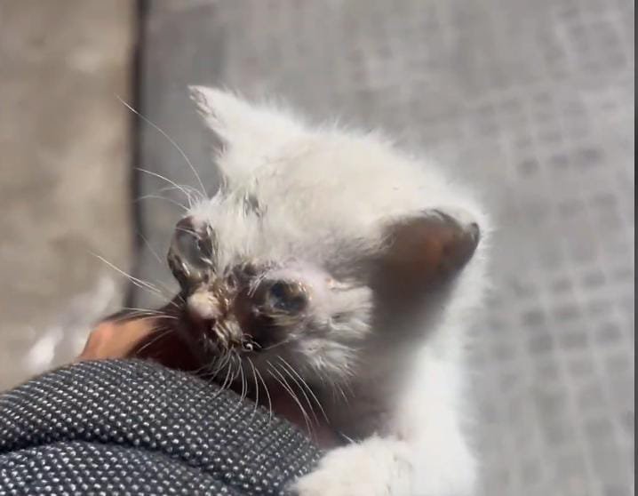 A Helpless Blind Kitten Finds Hope Outside a Pharmacy