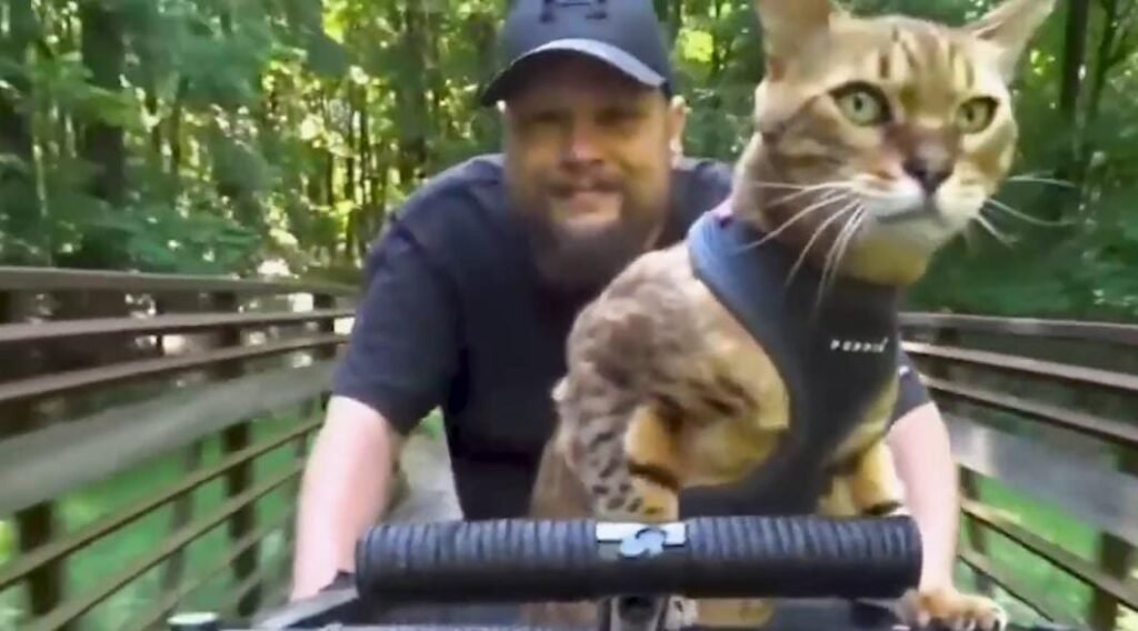 This Cat Has Spent 15 Years Exploring the World From His Dad’s Bike
