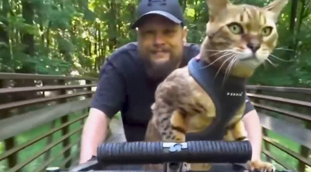 This Cat Has Spent 15 Years Exploring the World From His Dad’s Bike
