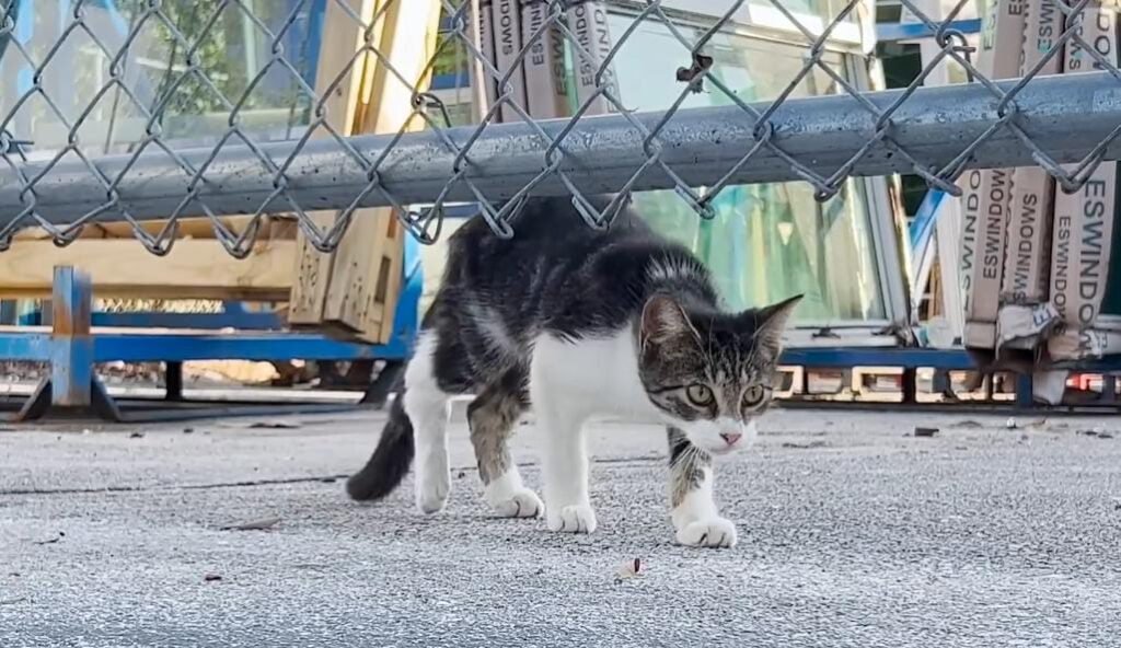 Feral Kitten’s Unexpected Move Completely Wins Over His Foster Dad