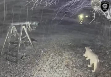 What Experts Say About Cougar Behavior