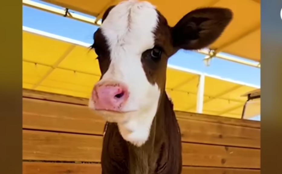 A Bond Forms Through Instinct and Choice