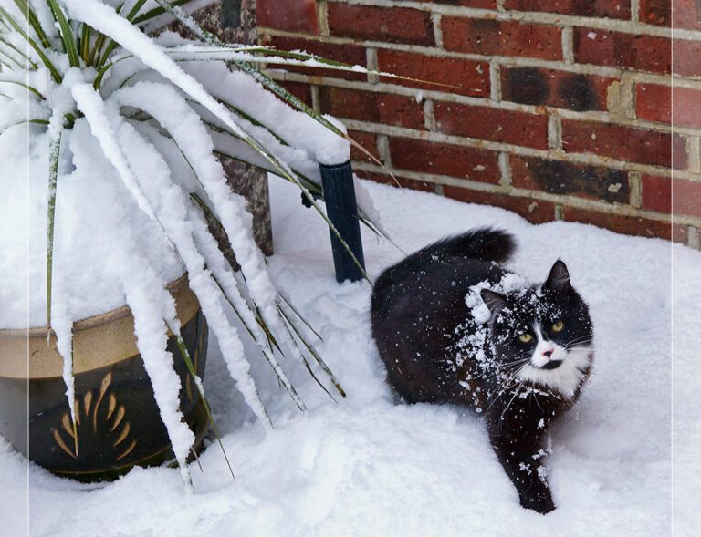 A Furry Winter Visitor Captures Attention