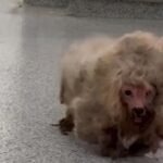 Matted Dog Rescued From Streets Goes From “Cotton Ball” to Cutest Pup After Makeover