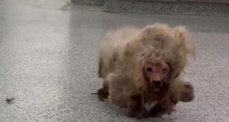 Matted Dog Rescued From Streets Goes From “Cotton Ball” to Cutest Pup After Makeover