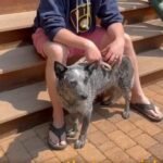 Paralyzed Dog Chaps Defies Odds with Proud First Steps After Fetch Nightmare