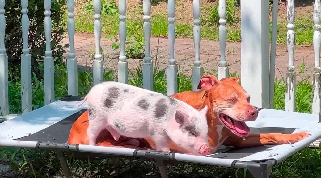 This Baby Pig Learned to Bark by Following Her Pittie brother