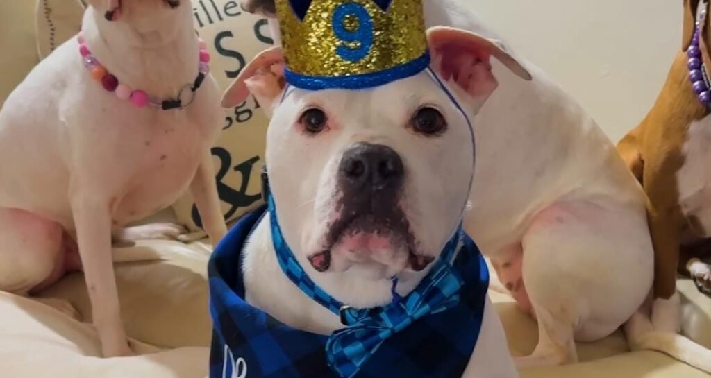 Schoolkids Plan a Heartwarming Birthday Surprise for Their Deaf Therapy Dog