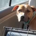 Scarred and Used as a Bait Dog, He Can’t Stop Smiling After His Rescue