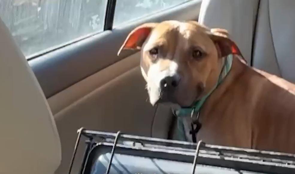 Scarred and Used as a Bait Dog, He Can’t Stop Smiling After His Rescue