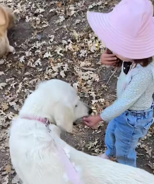 A Protective Pup's Gentle Guidance