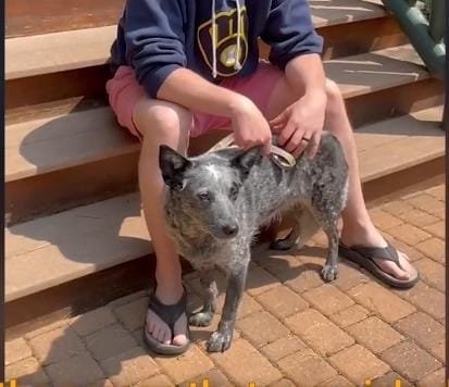 Paralyzed Dog Chaps Defies Odds with Proud First Steps After Fetch Nightmare