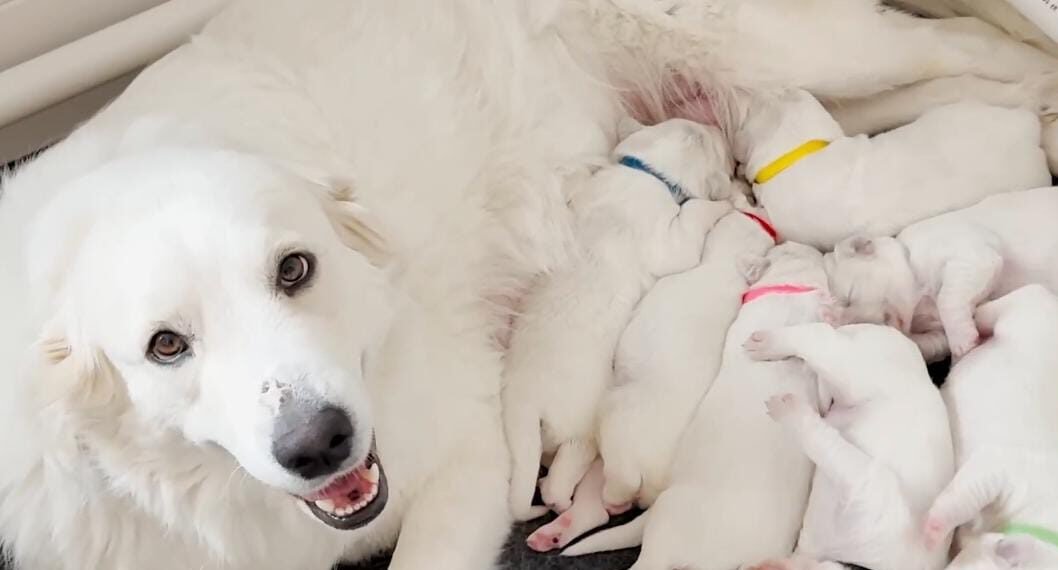 Couple rescues a Stray and Learns She’s Pregnant With Eight Puppies