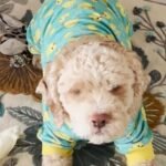 After Surviving a House Fire, This Dog Gets the Second Chance He Deserves