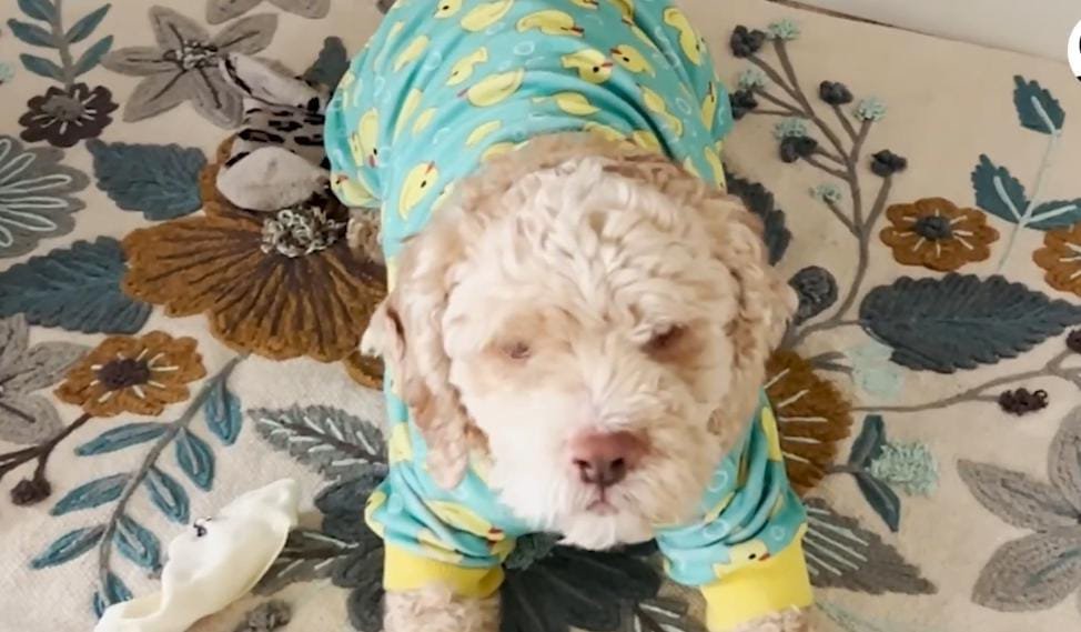 After Surviving a House Fire, This Dog Gets the Second Chance He Deserves