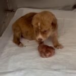 Tiny Puppy With a “Boxing-Glove” Paw Defies the Odds and Makes a Beautiful Recovery