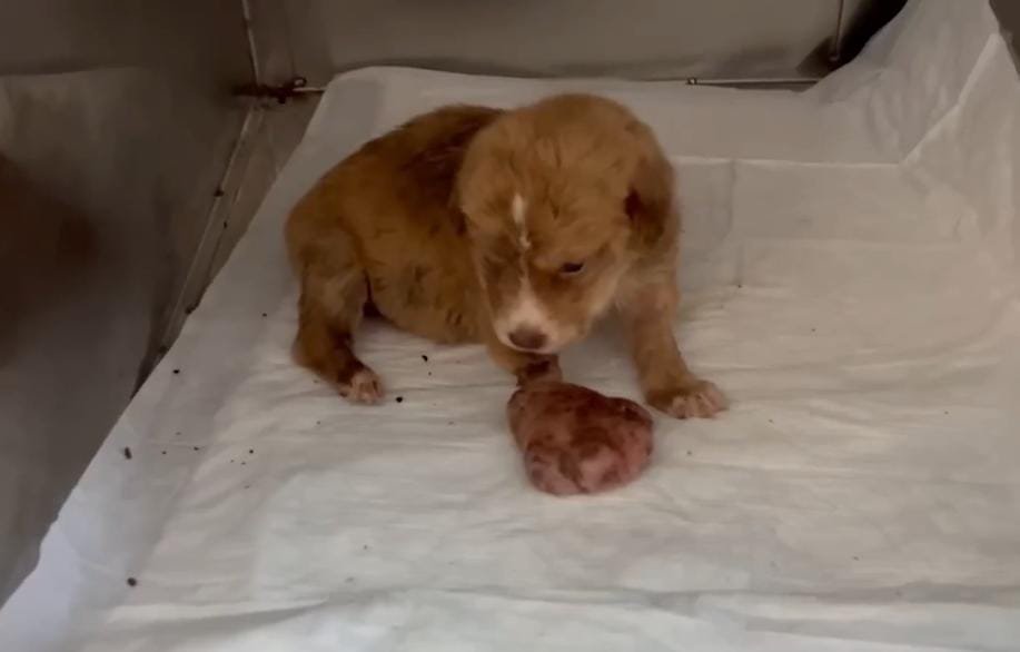 Tiny Puppy With a “Boxing-Glove” Paw Defies the Odds and Makes a Beautiful Recovery