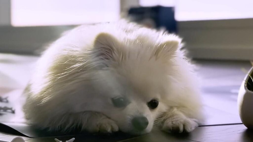 How Love Helped This Dog Defy the Odds and Walk Again