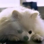 How Love Helped This Dog Defy the Odds and Walk Again