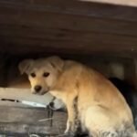 These Two Stray Puppies Turn a Simple Rescue Into a Clever Game of Chase