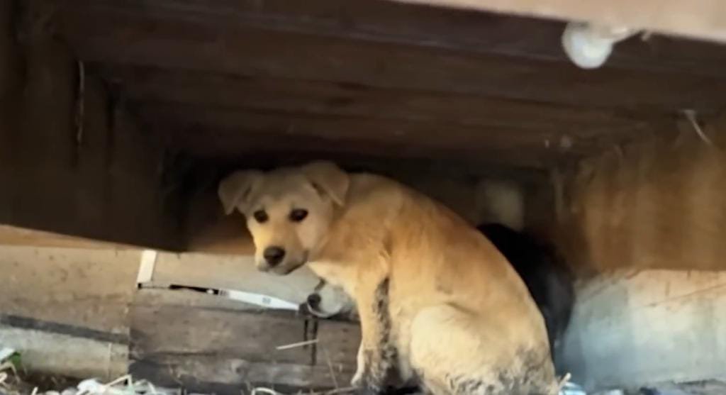 These Two Stray Puppies Turn a Simple Rescue Into a Clever Game of Chase