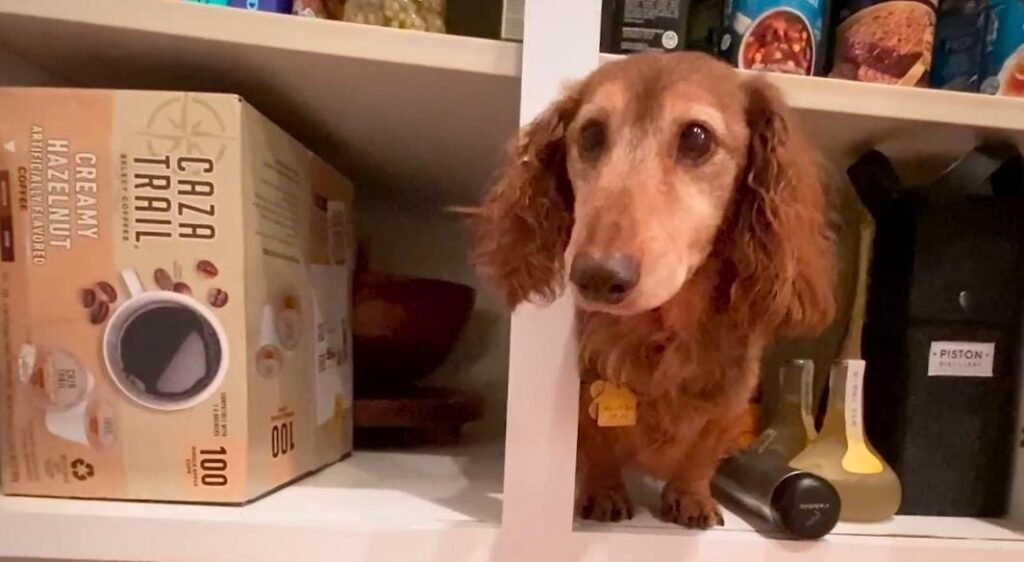 From Senior Dog to Playful Pup: A 13-Year-Old Dachshund’s Rescue Story