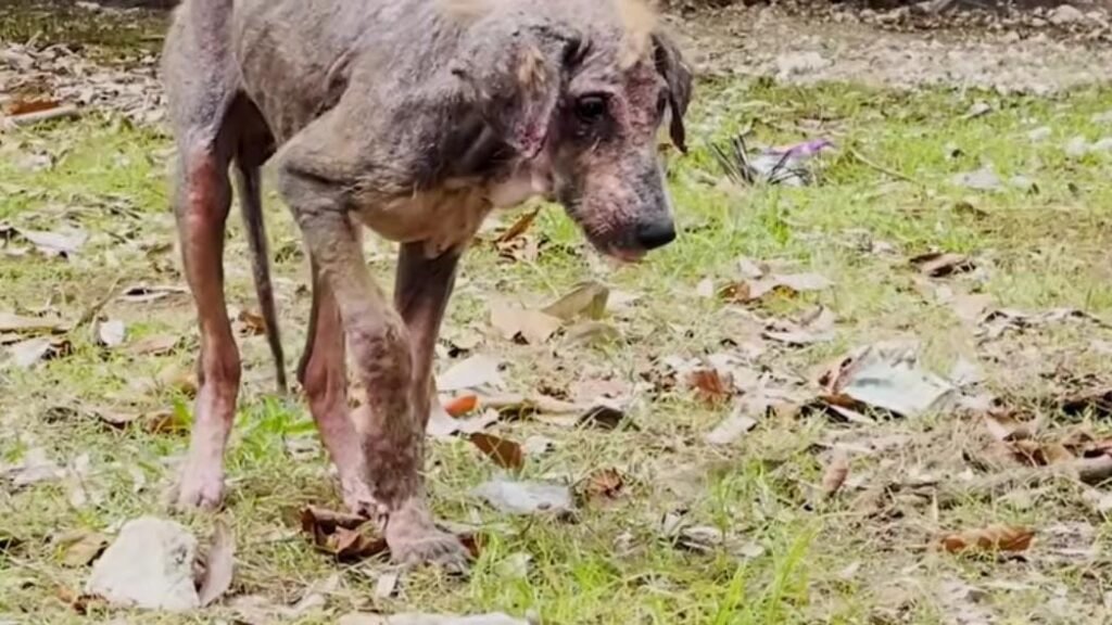 Rescued Hairless Puppy Blossoms Into a Beautiful, Fluffy Dog