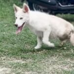 Paralyzed Husky Puppy Refuses to Give Up — And Learns to Walk on Her Own