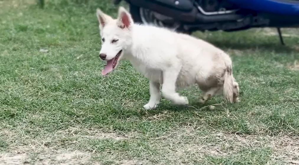Paralyzed Husky Puppy Refuses to Give Up — And Learns to Walk on Her Own