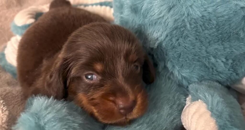 One-Legged Puppy Proves She May Be the Toughest Little Fighter in the World
