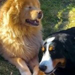 Puppy Becomes the Guiding Light for Her Blind Big Sister