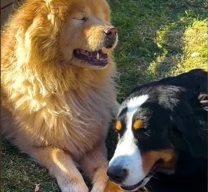 Puppy Becomes the Guiding Light for Her Blind Big Sister