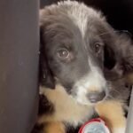 Abandoned in an Empty Building, This Puppy Finds a Second Chance at Life