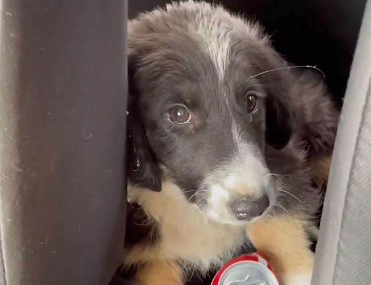 Abandoned in an Empty Building, This Puppy Finds a Second Chance at Life