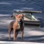 Woman Catches Her Dogs on the Roof, Acting Like It’s Their Favorite Spot