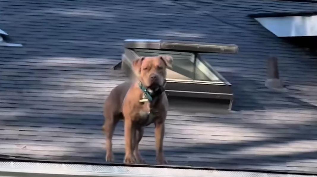 Woman Catches Her Dogs on the Roof, Acting Like It’s Their Favorite Spot