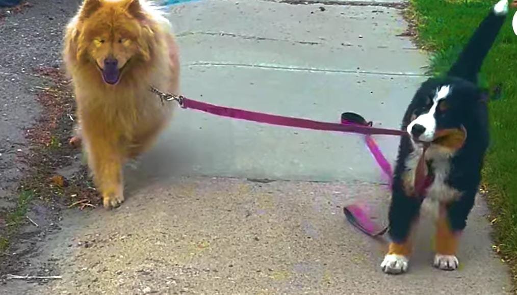 Puppy Becomes the Guiding Light for Her Blind Big Sister