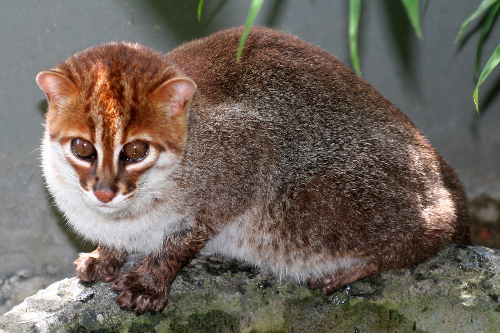 Elusive Flat-Headed Cats Resurface in Southeast Asia