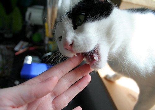 What Exactly Are Cat Love Bites