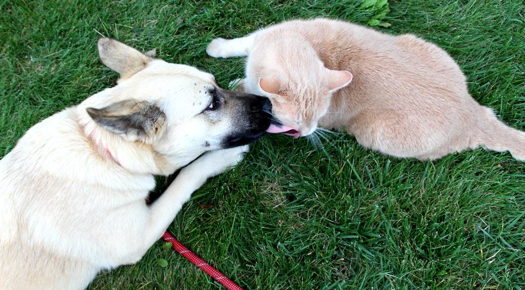 When Animals Help One Another