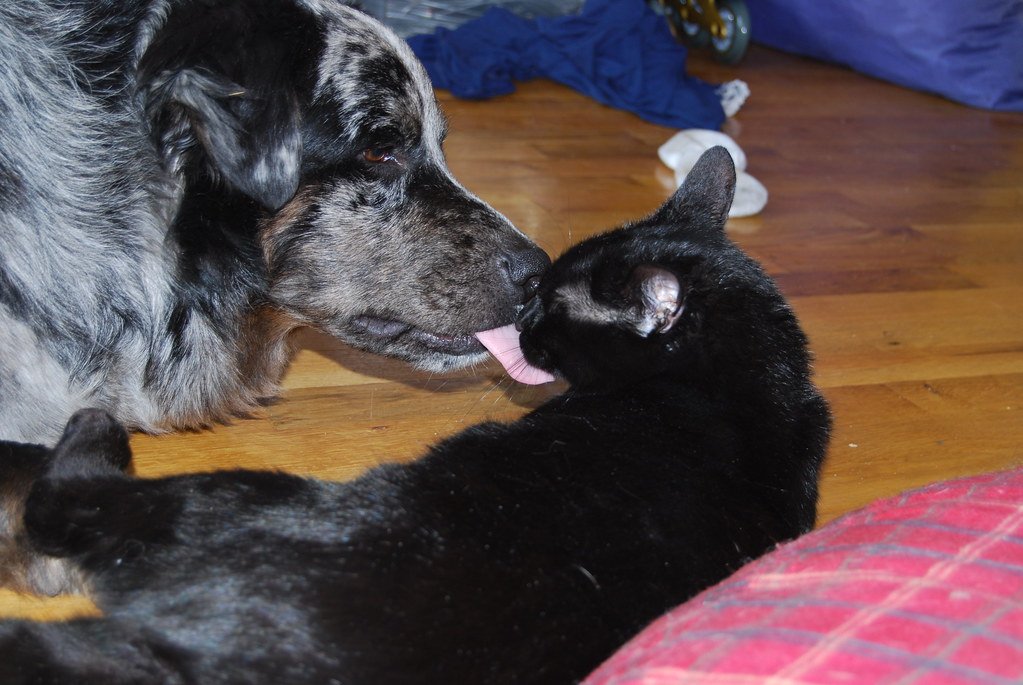 A Digital Phenomenon: Viral Video Sparks Emotion