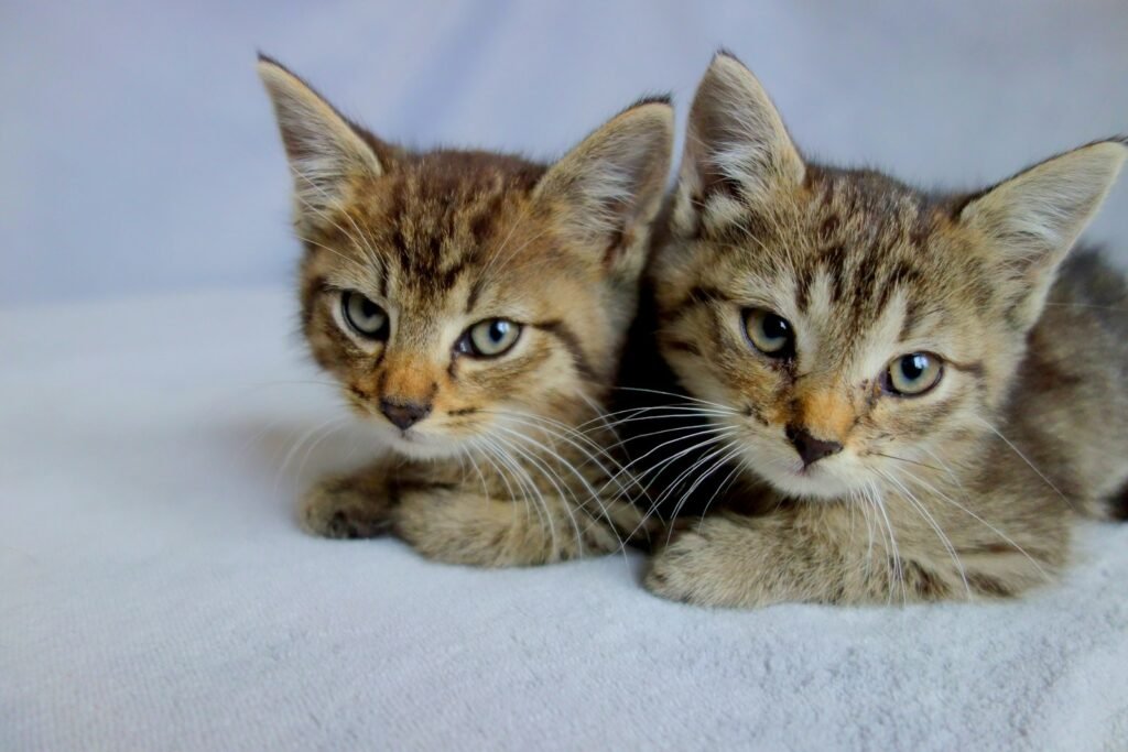 Considering Whether to Adopt Two Kittens