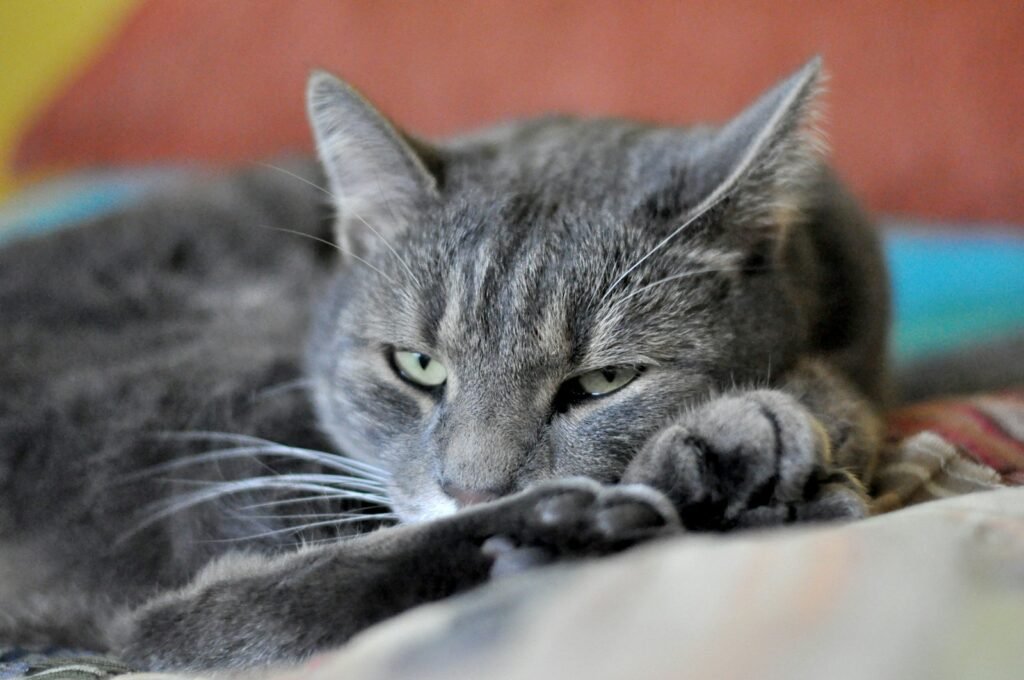 Ear Position Reveals Their Comfort Level