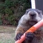Gardener Sets Up Camera to Stop Veggie Thief, and Ended Up Filming a Groundhog Family for 7 Years