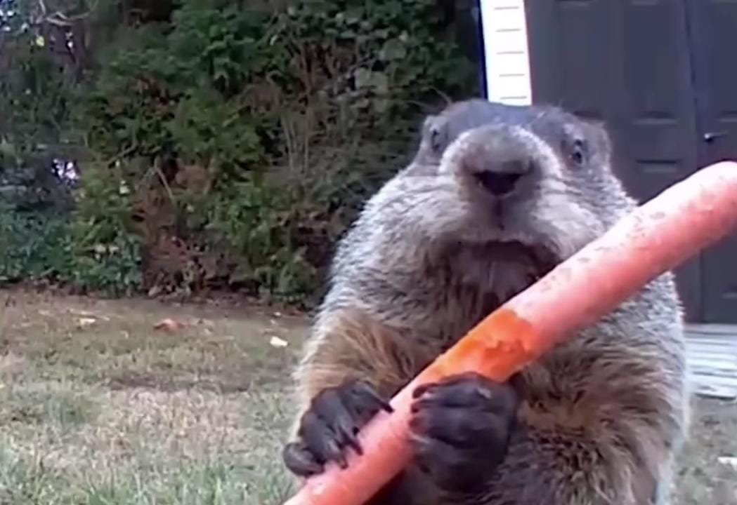 Gardener Sets Up Camera to Stop Veggie Thief, and Ended Up Filming a Groundhog Family for 7 Years