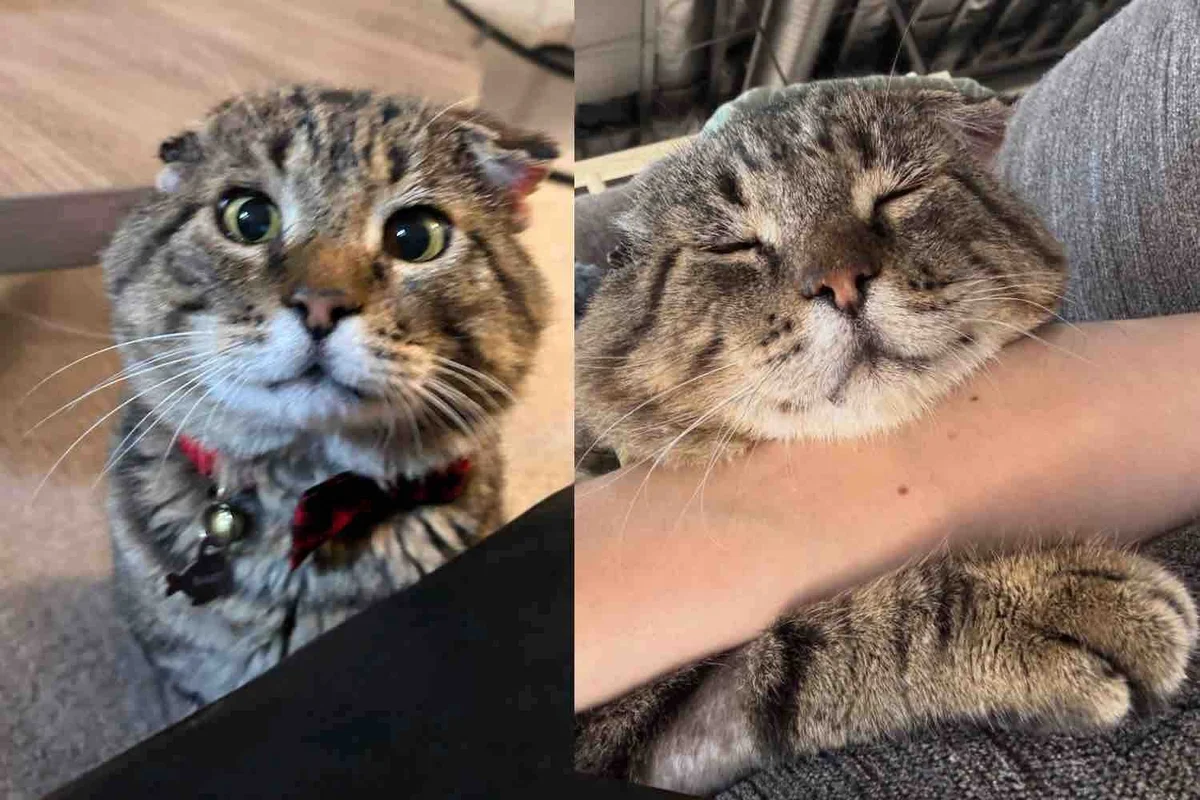 Cat Waits at a Shopping Center Until the Right Woman Appears