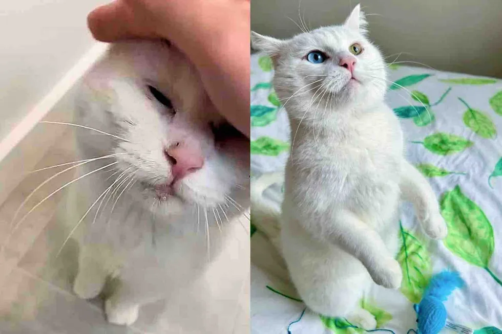 A Feline Figure Emerges from the Wild