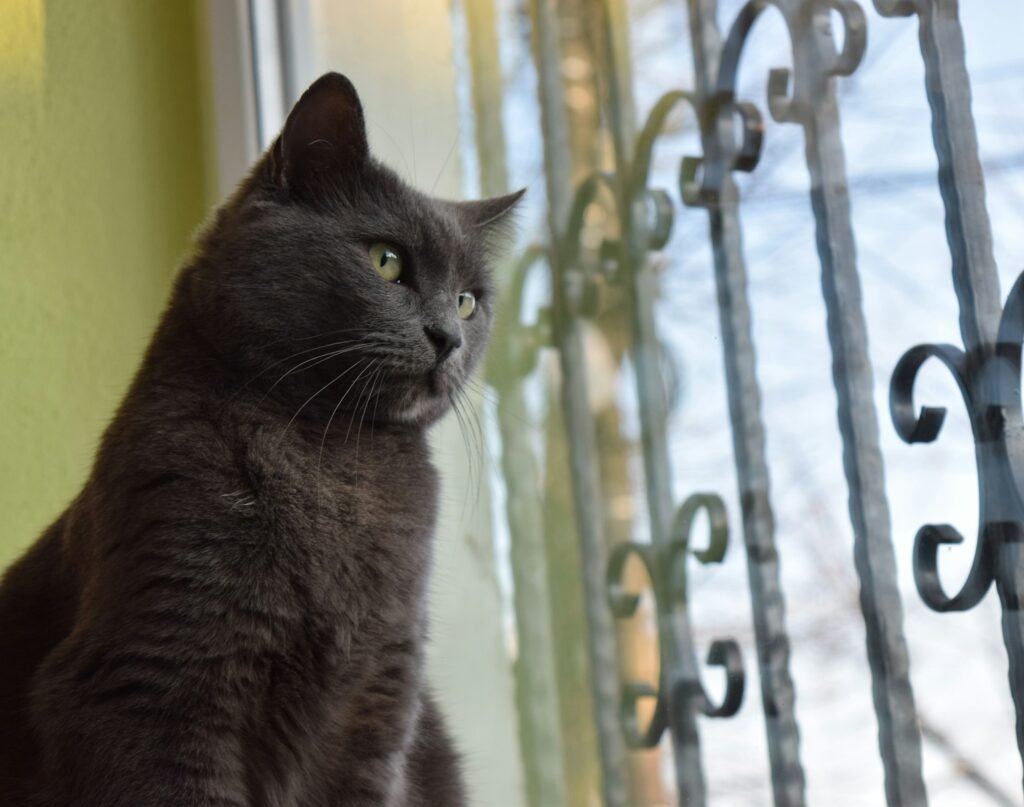 3. Russian Blue: The Quiet Traditionalist